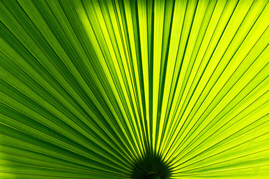 Close-up of a leaf from the Mexican fan palm (Washingtonia robusta) backlit by the sun. Fresh green foliage (chlorophyll) with a play of light and shadow. The radiating folds of the leaf create a grap