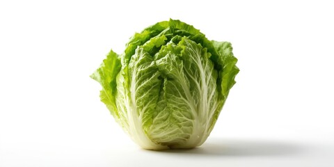 Fototapeta premium Crisp romaine lettuce head displayed against clean white background