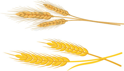Golden cereal crop wheat ears sheaves stalks set flat vector illustration isolated on white background for bakery shop bread flour organic farming product packaging design © MstBizly