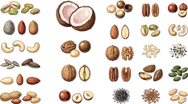 Healthy edible nuts and organic seeds mega collection vector illustration isolated on white background for trail mix snacks, vegan grocery retail, and nutrition food ingredient packaging design
