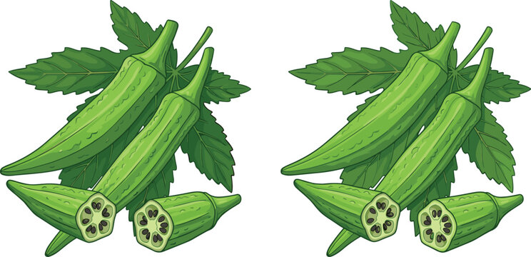 Fresh green okra pods whole and cut slices with leaves hand drawn vector illustration isolated on white background for organic farming grocery store and healthy food cooking recipe design