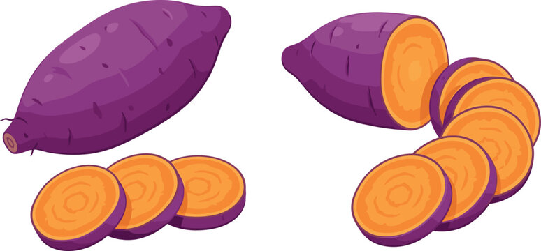 Fresh raw purple sweet potato whole and round orange cut slices flat vector illustration isolated on white background for organic farming agricultural market and healthy food cooking recipe design