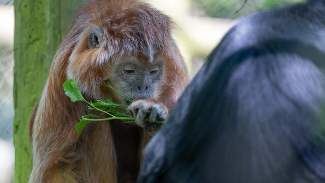 Brown howler monkey holding green leaf and eating inside zoo enclosure