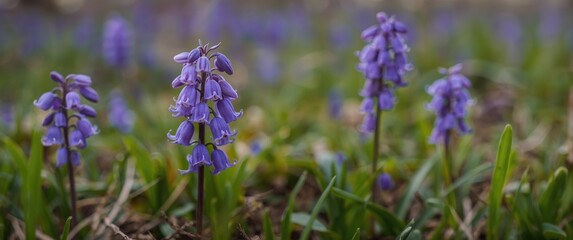 Fototapeta premium Close-up capture of blooming wild bluebell flowers in seasonal habitat