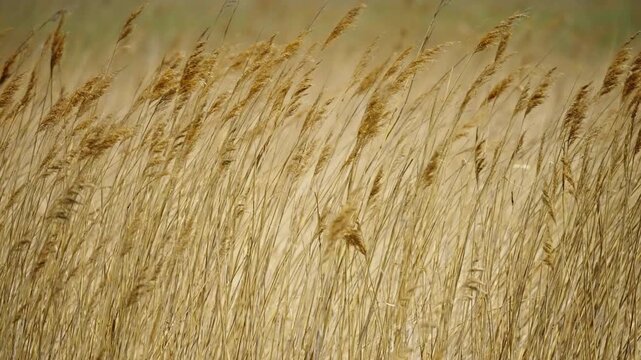 Golden reeds swaying in a steady breeze across a tranquil meadow, their feathery plumes shimmering in daylight and tracing the gentle motion of a softly windswept landscape.