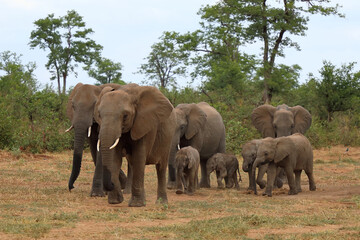 Fototapeta premium Afrikanischer Elefant / African elephant / Loxodonta africana