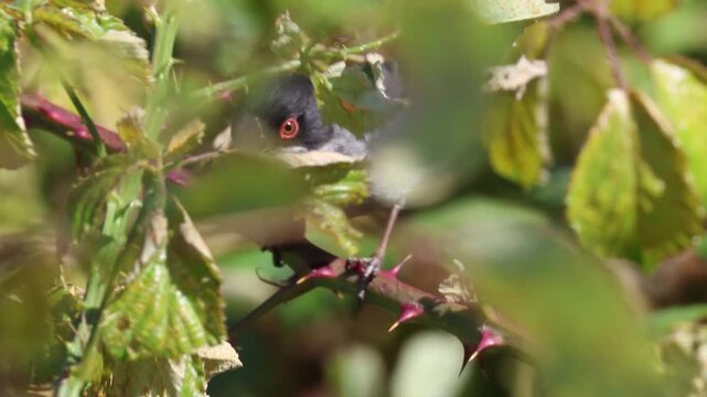 Sardinian warbler bird eating insects on a thorny branch
