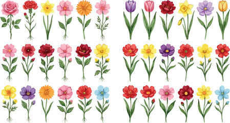 Beautiful watercolor garden flower vector element set featuring colorful roses tulips daffodils carnations and wildflowers isolated on white background for greeting card design © MdArif