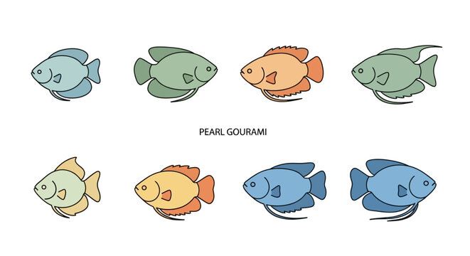 Colorful pearl gourami fish illustrations on white background for education