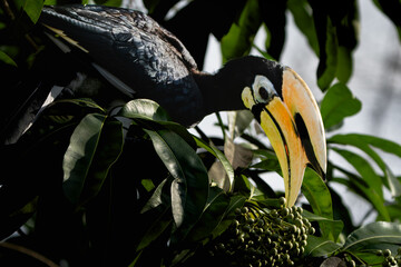 Exotic Asian hornbill bird eating fruits in a tropical rainforest tree High-resolution wildlife photograph capturing an Oriental Pied Hornbill (Anthracoceros albirostris) perched in tropical forest © Darwin