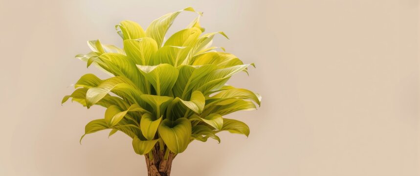 Detailed imagery of Pachira Aquatica leaves with lively green coloration