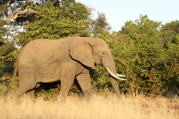 Fototapeta premium Afrikanischer Elefant / African elephant / Loxodonta africana