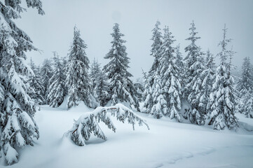 Obraz premium Winter landscape, snow covered fir trees in foggy day in mountains