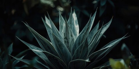 Fototapeta premium Elegant Silver Queen plant featuring silvery lance shaped leaves with rich marbled green hues in shaded setting