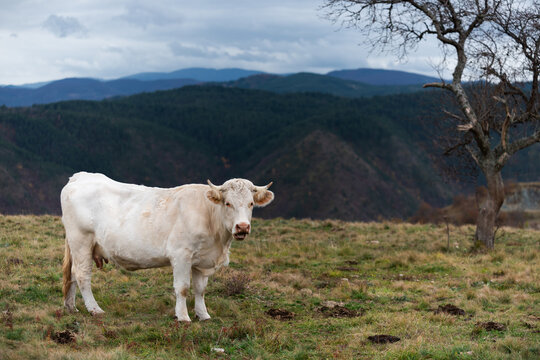 Cow stand in pasture and chew, next to a leafless tree against mountains in background during overcast day, free range husbandry
