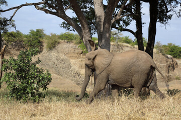 Fototapeta premium Afrikanischer Elefant / African elephant / Loxodonta africana