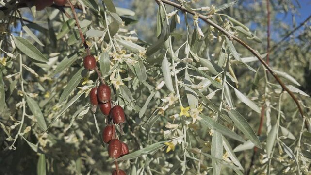 Close-up of small flowers, leaves and last year's red fruits of blooming Silverberry or Oleaster tree sway in the breeze