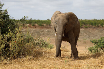 Fototapeta premium Afrikanischer Elefant / African elephant / Loxodonta africana
