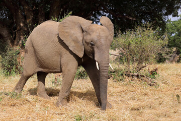 Fototapeta premium Afrikanischer Elefant / African elephant / Loxodonta africana