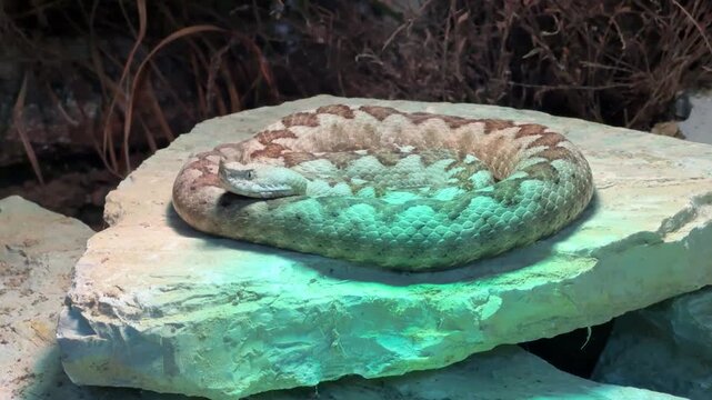 Horned viper at the zoo