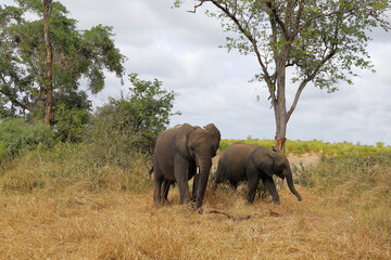 Fototapeta premium Afrikanischer Elefant / African elephant / Loxodonta africana