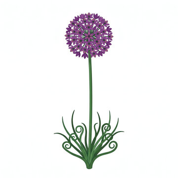 Isolated Purple Sea Onion Flower Botanical Illustration