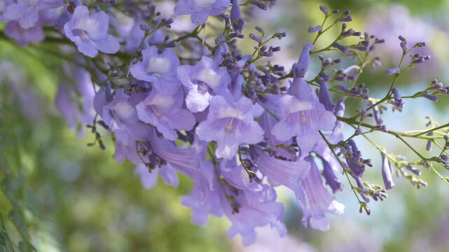 Purple jacaranda blossoms swaying naturally on tree branches in daylight, supporting floral branding, wellness campaigns and luxury beauty product advertising. 