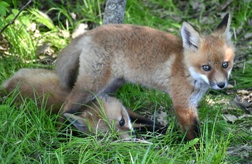 Fototapeta premium red fox cub playing kits cute