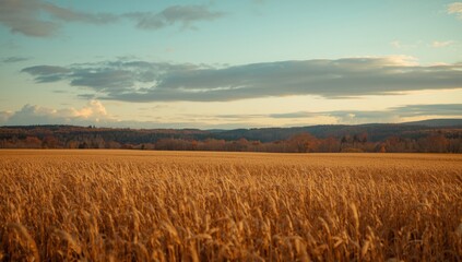 Obraz premium Golden field expanse touching distant autumn woodlands beneath a sky softened by clouds