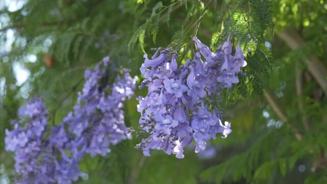 Blooming jacaranda branches moving naturally in warm outdoor light, ideal for resort promotion, botanical wellness branding and organic beauty advertising. 