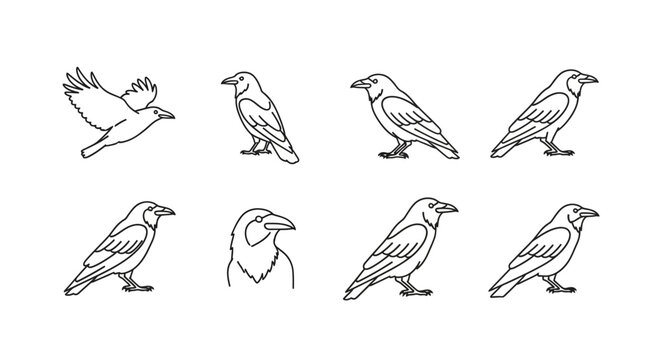 Outlined drawings of crows in various poses for design and illustration