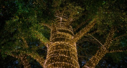 Obraz premium Festive Christmas tree glowing with delicate twinkling lights