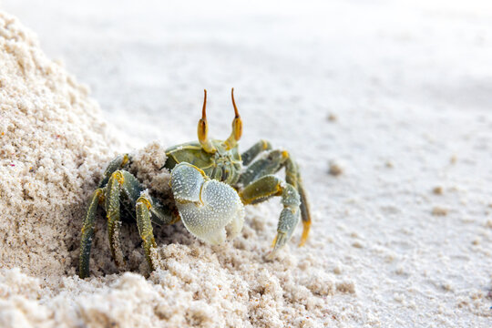 Green Horned ghost crab or horn-eyed ghost crab sits on white coastal sand of Praslin island, Seychelles. Green Ocypode Ceratophthalmus