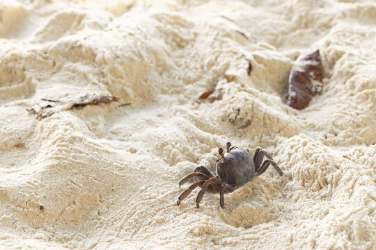 Ghost crab walks coastal sand on a sunny day, nature of Praslin island, Seychelles