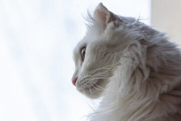 Bright lit profile portrait of a white longhaired American Curl cat with striking green eyes and fluffy fur. Calm, elegant indoor pet image ideal for lifestyle, veterinary, editorial, and stock use © evannovostro