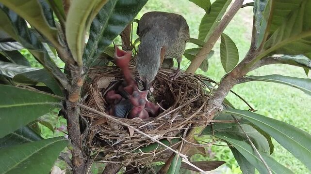 巣で雛にエサを与えるヒヨドリの親鳥 昆虫を口の奥へ押し込む野生鳥類の給餌生態行動