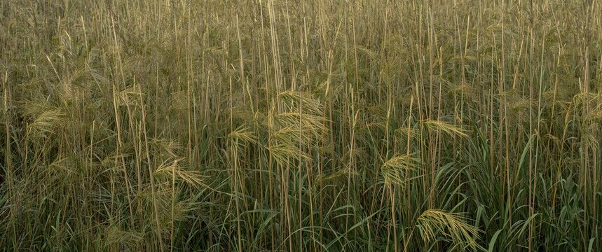 Coastal salt marsh featuring dense Spartina vegetation