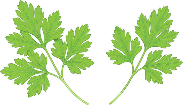 Fresh green parsley sprigs and hand drawn coriander leaves vector illustration isolated on white background for culinary recipe, seasoning, and organic food design