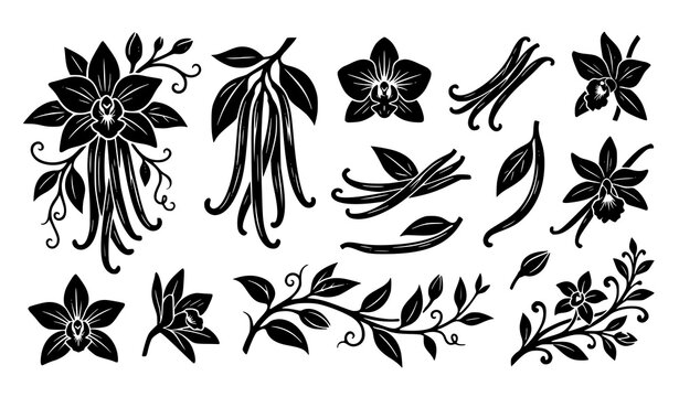 Vanilla orchid flower and pods silhouette vector elements set