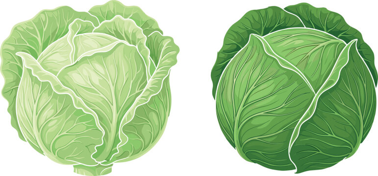 Fresh whole green cabbage heads vector illustration isolated on white background for organic farming, healthy grocery market, recipe book, and culinary vegetable design