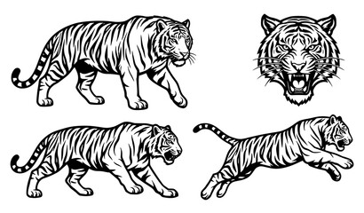 Hand drawn tiger action poses collection vector set engraving style illustration © Ziten