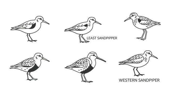 Line art illustrations of sandpipers in various poses for study