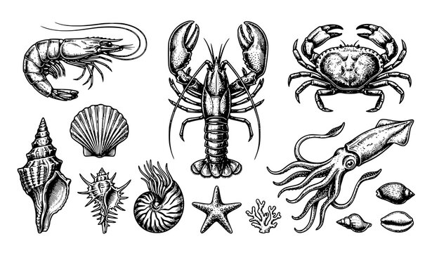 Marine life collection with hand drawn lobster, crab, squid and seashells vector illustration
