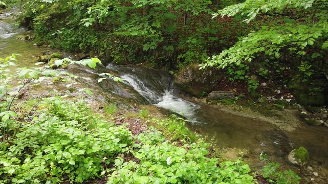 Crystal clear creek flowing through a lush green forest with rocks and mountain landscape in springtime. Peaceful natural scenery with fresh vegetation and wilderness atmosphere