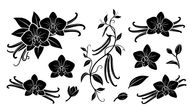 Tropical vanilla flower orchid and spice sticks vector silhouette collection
