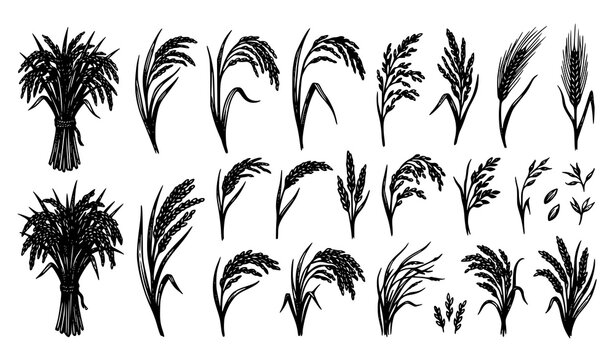 Black silhouette of wheat ears and rice stalks set, agricultural grain plants vector