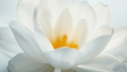 Fototapeta premium Close up view of a white flower focusing on its glowing yellow center