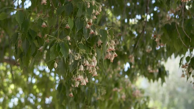 Tropical flowering tree branches swaying in warm breeze, botanical summer background for wellness and eco brands. Kurrajong Bottle Tree flowers moving naturally in sunlight. Australia, Mediterranean