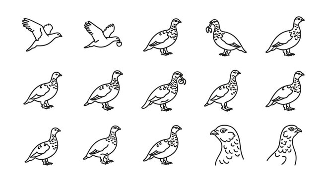 Line art illustrations of grouse in various poses for design projects
