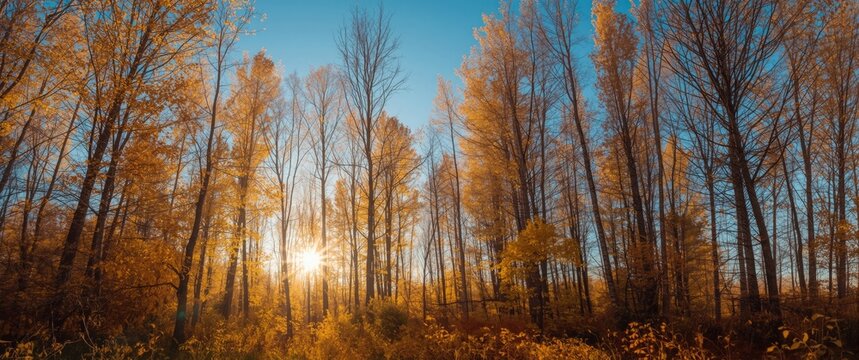 Deciduous larch stands with intense golden foliage under a pristine sky in fall season